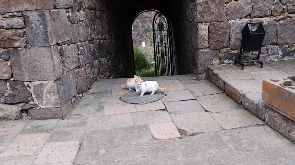 Armenia 101: The Ultimate Guide from Visa, Flights, Sim Card, Accommodation, and Things to See | Filipino Residents in UAE | Jizamiworld 2026 27 Stray Animals min